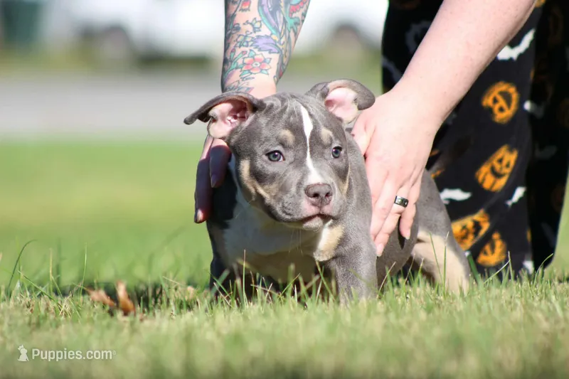 Blue Tri Male – American Bully puppy for sale in Madisonville, KY