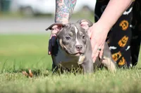 Blue Tri Male, a male American Bully for sale in Madisonville, KY – 1 of 5