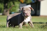 Lilac Tri Male, a male American Bully for sale in Madisonville, KY – 3 of 4