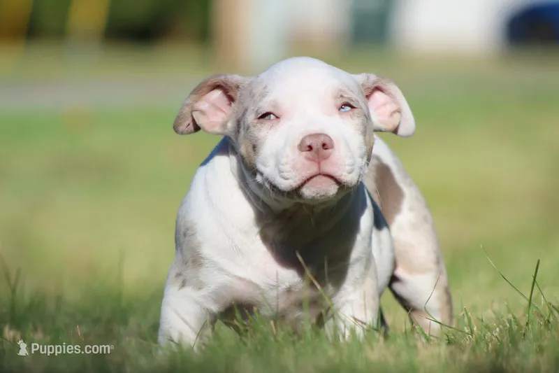 Lilac Tri Merle Male – American Bully puppy for sale in Madisonville, KY