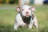 Lilac Tri Merle Male, a male American Bully for sale in Madisonville, KY – 1 of 4