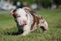 PET HOME Chocolate Tri Tweed Merle Female, a female American Bully for sale in Madisonville, KY – 1 of 3