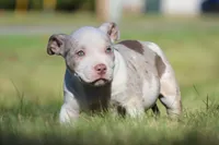 Lilac Tri Merle Male, a male American Bully for sale in Madisonville, KY – 3 of 4