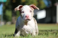 PET HOME Chocolate Tri Tweed Merle Female, a female American Bully for sale in Madisonville, KY – 2 of 3