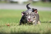 Blue Tri Male, a male American Bully for sale in Madisonville, KY – 3 of 5