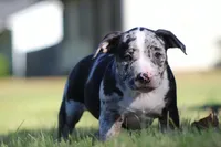 Black Tri Tweed Merle Female, a female American Bully for sale in Madisonville, KY – 2 of 3