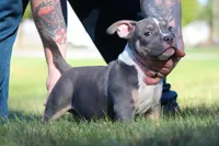 Blue Tri Male, a male American Bully for sale in Madisonville, KY – 2 of 5