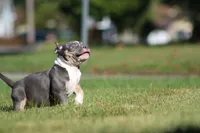 Blue Tri Male, a male American Bully for sale in Madisonville, KY – 4 of 5
