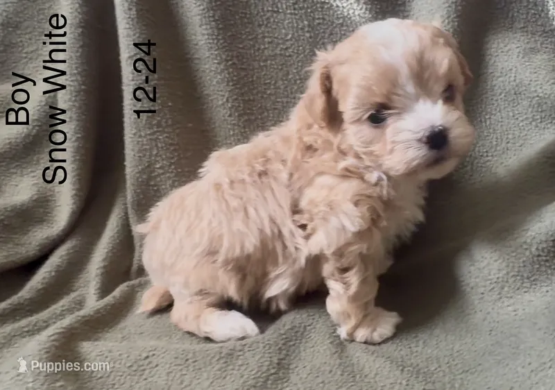 maltipoo 1 male
