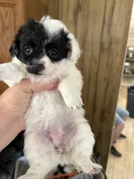 blk and wh Toy Poodle baby, a male Poodle - Toy  for sale in Waterloo, SC – 2 of 3