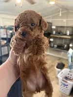 red girl 3, a female Poodle - Toy  for sale in Waterloo, SC – 3 of 3