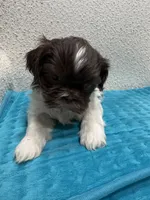 Girl 1, a female Shih Tzu for sale in Waterloo, SC – 1 of 2