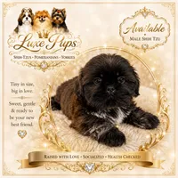 Hamilton, a  Shih Tzu for sale in Waterloo, SC – 1 of 1