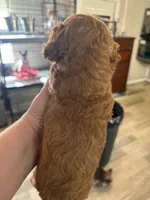 red girl 3, a female Poodle - Toy  for sale in Waterloo, SC – 2 of 3