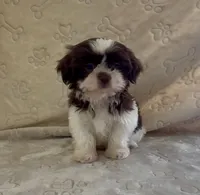 Little Boy, a male Shih Tzu for sale in Waterloo, SC – Photo 2 of 5