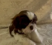 Little Boy, a male Shih Tzu for sale in Waterloo, SC – Photo 4 of 5