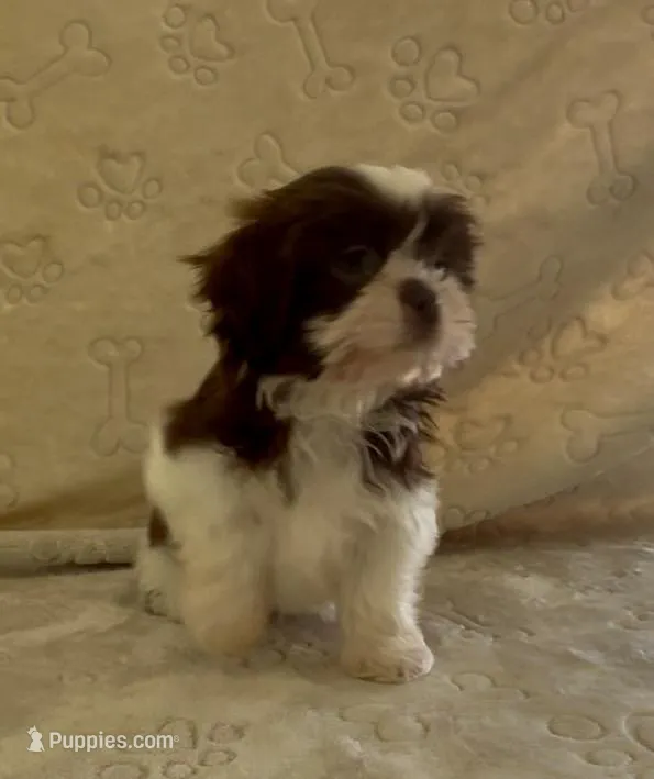 Little Boy – Shih Tzu puppy for sale in Waterloo, SC
