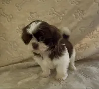 Little Boy, a male Shih Tzu for sale in Waterloo, SC – Photo 3 of 5