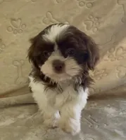 Little Boy, a male Shih Tzu for sale in Waterloo, SC – Photo 5 of 5