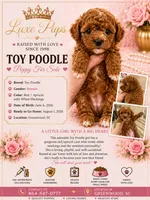 red wh girl, a female Poodle - Toy  for sale in Waterloo, SC – 1 of 3