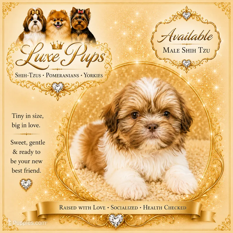 Hewitt – Shih Tzu puppy for sale in Waterloo, SC