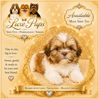 Hewitt, a male Shih Tzu for sale in Waterloo, SC – 1 of 1