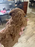 red wh girl, a female Poodle - Toy  for sale in Waterloo, SC – 3 of 3