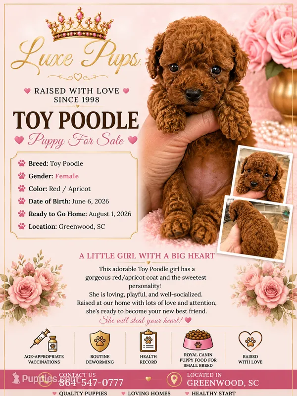 red girl 2 – Poodle - Toy  puppy for sale in Waterloo, SC