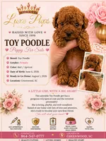 red girl 2, a female Poodle - Toy  for sale in Waterloo, SC – 1 of 3