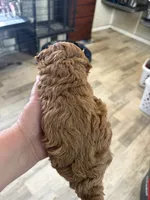 red boy, a male Poodle - Toy  for sale in Waterloo, SC – 2 of 3