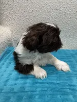 Girl 2, a female Shih Tzu for sale in Waterloo, SC – 3 of 3