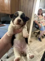 tricolor biewer girl, a male Biewer for sale in Waterloo, SC – 3 of 3