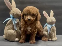 Red boy 2, a male Poodle - Toy  for sale in Waterloo, SC – Photo 1 of 5