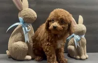 Red boy 2, a male Poodle - Toy  for sale in Waterloo, SC – Photo 5 of 5