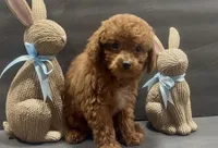 Red boy 2, a male Poodle - Toy  for sale in Waterloo, SC – Photo 4 of 5