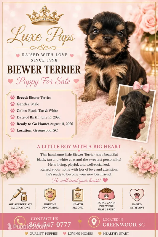 blk and tan biewer male – Biewer puppy for sale in Waterloo, SC