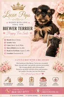 blk and tan biewer male, a male Biewer for sale in Waterloo, SC – 1 of 3