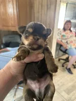 blk and tan biewer male, a male Biewer for sale in Waterloo, SC – 2 of 3