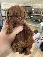 red girl 2, a female Poodle - Toy  for sale in Waterloo, SC – 3 of 3