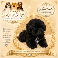 Sylvester, a male Shih Tzu for sale in Waterloo, SC – 1 of 1