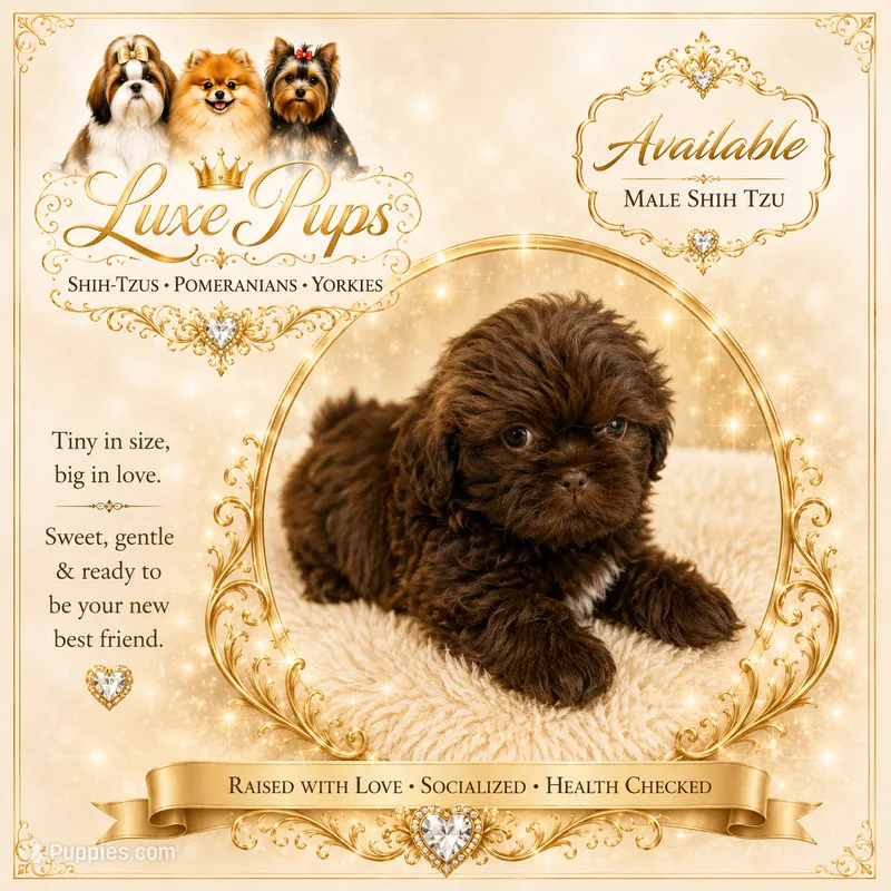 Willie – Shih Tzu puppy for sale in Waterloo, SC
