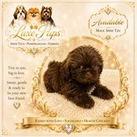 Willie, a male Shih Tzu for sale in Waterloo, SC – 1 of 1