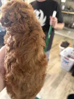 red girl 2, a female Poodle - Toy  for sale in Waterloo, SC – 2 of 3