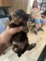 Choc Biewer Female, a female Biewer for sale in Waterloo, SC – 3 of 3