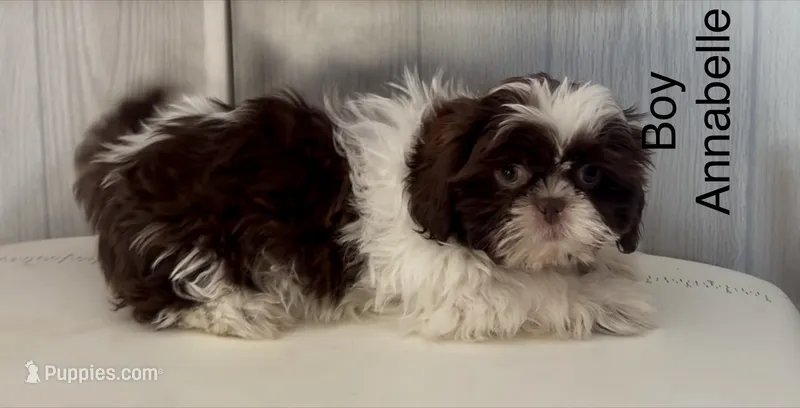 Chocolate and white male 3