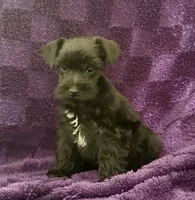 Boy 4, a male Miniature Schnauzer for sale in Waterloo, SC – Photo 2 of 6