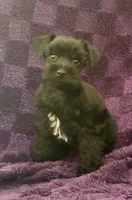 Boy 4, a male Miniature Schnauzer for sale in Waterloo, SC – Photo 4 of 6