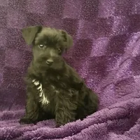Boy 4, a male Miniature Schnauzer for sale in Waterloo, SC – Photo 1 of 6