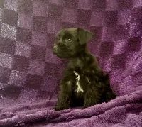 Boy 4, a male Miniature Schnauzer for sale in Waterloo, SC – Photo 3 of 6