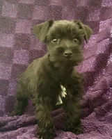 Boy 4, a male Miniature Schnauzer for sale in Waterloo, SC – Photo 5 of 6